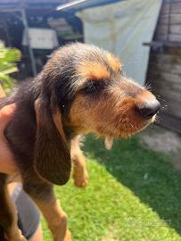 Cane segugio