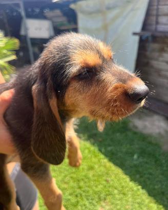 Cane segugio