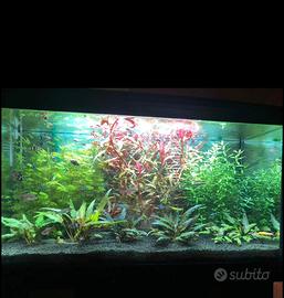 Acquario Cayman 80