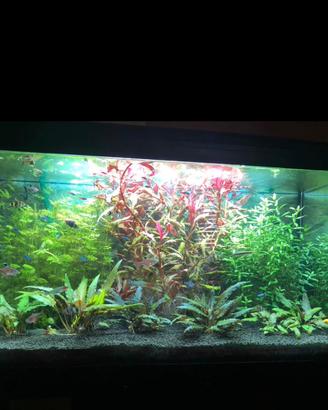 Acquario Cayman 80