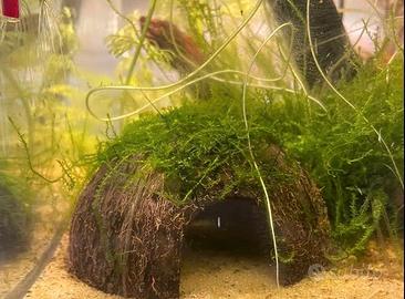 NOCE DI COCCO JAVA MOSS ACQUARIO