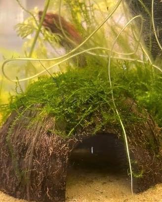 NOCE DI COCCO JAVA MOSS ACQUARIO
