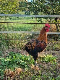 gallo  oliver egger 
