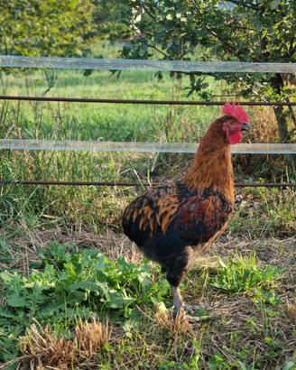 gallo  oliver egger 