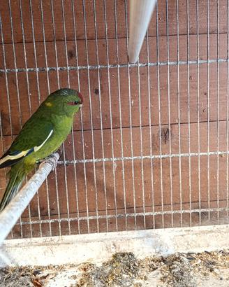 Kakariki