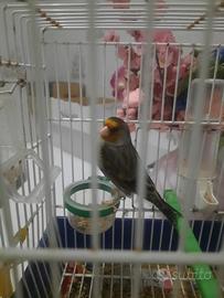 Ibrido di cardellino per canarina