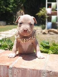 Pitbull tricolor e blue nose
