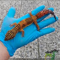 Allevamento di geco leopardino ChrisGeckos