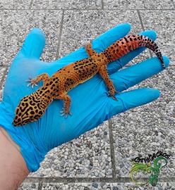 Allevamento di geco leopardino ChrisGeckos