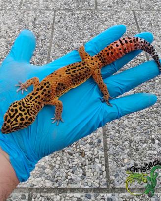Allevamento di geco leopardino ChrisGeckos