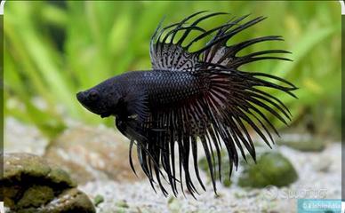 Pesce combattente betta splendens