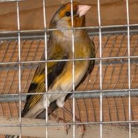 Ibrido canarina cardellino