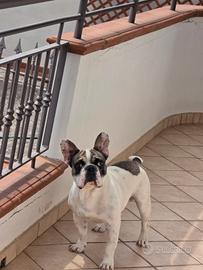Bulldog per monta