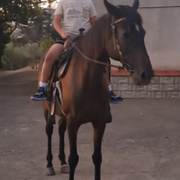 Cavalla super brava