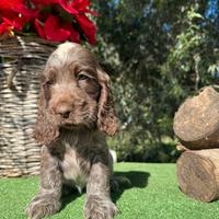 Cocker Spaniel Inglese