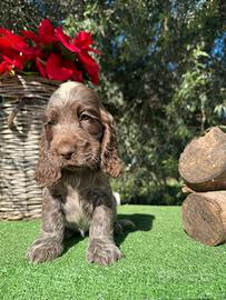 Cocker Spaniel Inglese