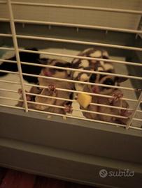 Petauri dello zucchero ancestrali