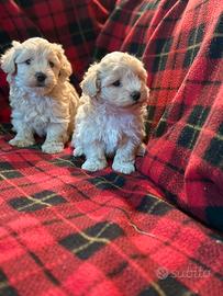 Cuccioli maschio e femmina maltipoo
