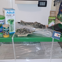 N.2 tartarughe con acquario completo