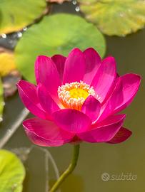 Fiore di loto