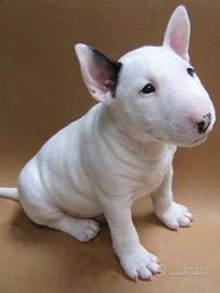 Bull terrier macchia