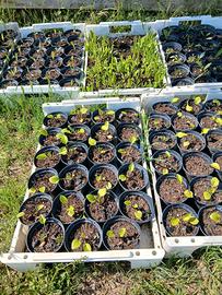 Piantine di Echinacea e Eucalipto