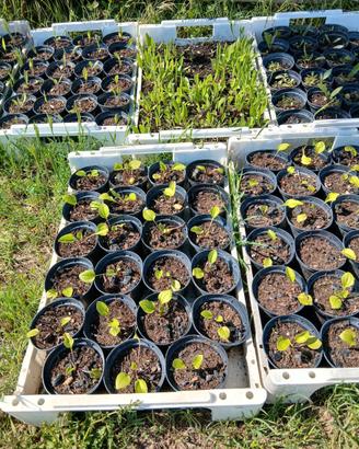 Piantine di Echinacea e Eucalipto