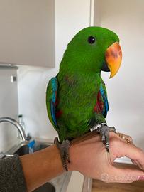 Ecletto allevato a mano