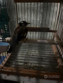 Cardellino