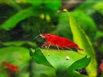 Caridine Bloody Mary