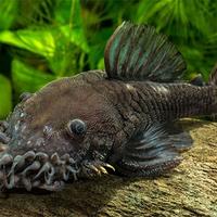L 34 Ancistrus ranunculus - discus loricaridi