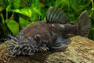 L 34 Ancistrus ranunculus - discus loricaridi