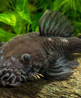 L 34 Ancistrus ranunculus - discus loricaridi