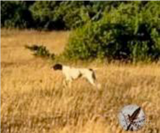 Pointer inglesi cuccioli