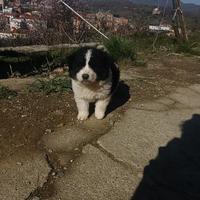 Disponibili cuccioli