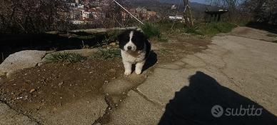 Disponibili cuccioli