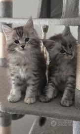 Maine coon cuccioli pedigree Afef da compagnia 