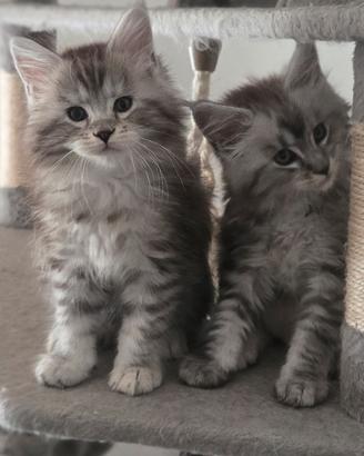 Maine coon cuccioli pedigree Afef da compagnia 
