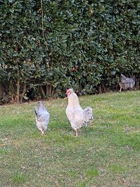 Gallo Arucana British