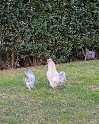 Gallo Arucana British