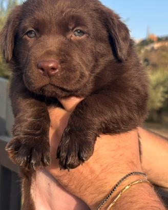 Cucciole Labrador chocolate