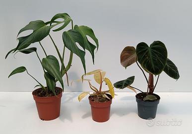 Bundle di 3 piante tropicali rare.