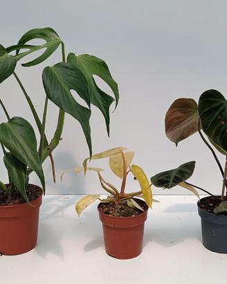 Bundle di 3 piante tropicali rare.
