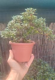 satsuki azalea varietà kinsai e kakuo