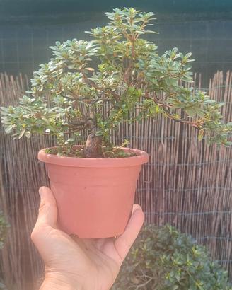satsuki azalea varietà kinsai e kakuo