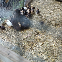 Pulcini Livornese bianca e araucana