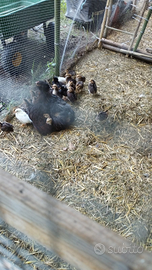 Pulcini Livornese bianca e araucana