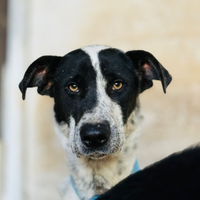 Cucciolo di cane