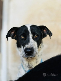 Cucciolo di cane