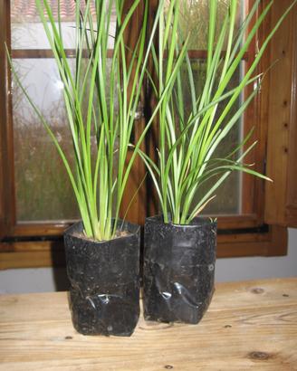 Vetiver